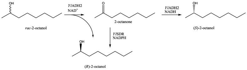 https://cdn.ncbi.nlm.nih.gov/pmc/blobs/30f9/4030946/330deadf6cb0/biomolecules-03-00449-g004.jpg