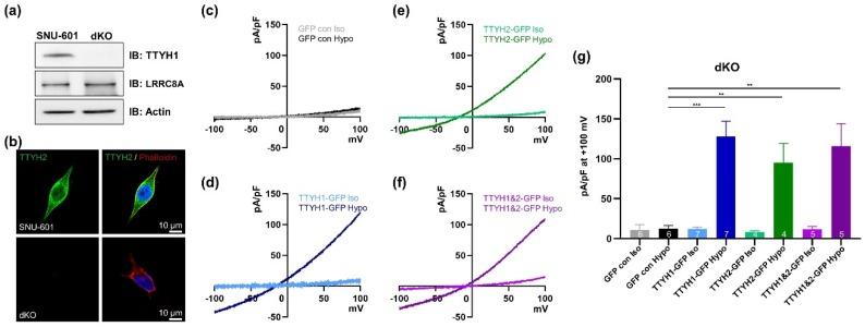 https://cdn.ncbi.nlm.nih.gov/pmc/blobs/30fa/6628158/22fa48eda2fe/cells-08-00562-g004.jpg