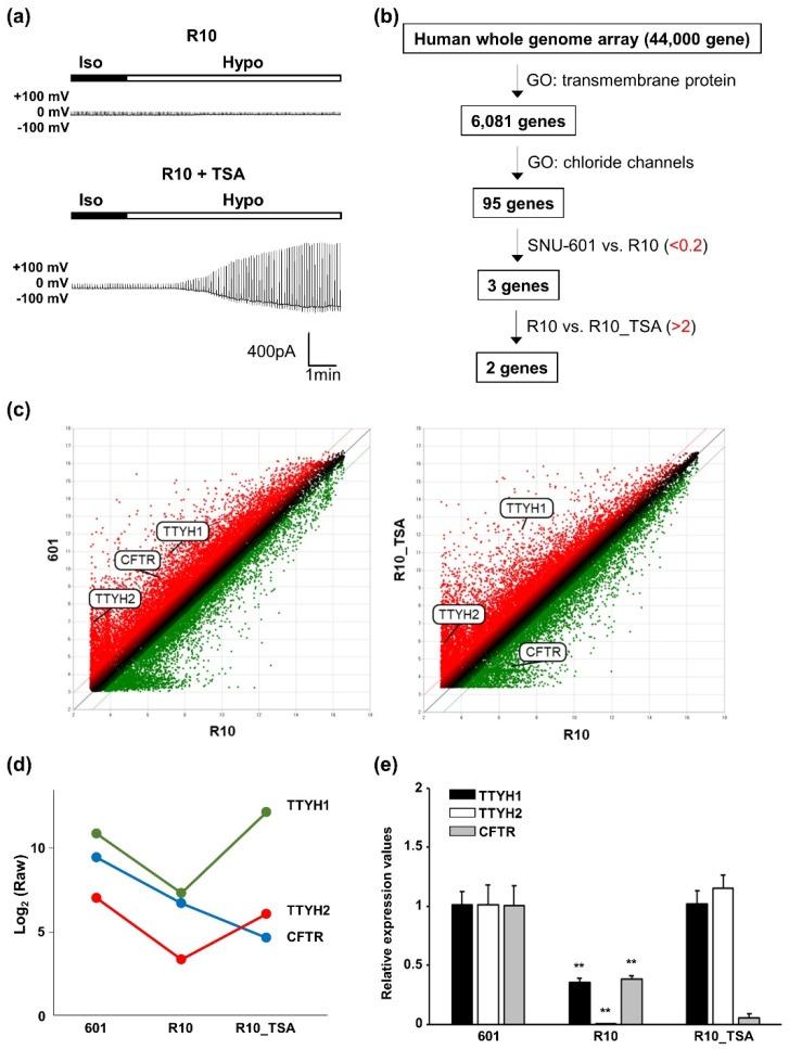 https://cdn.ncbi.nlm.nih.gov/pmc/blobs/30fa/6628158/ea91cc40f28c/cells-08-00562-g003.jpg