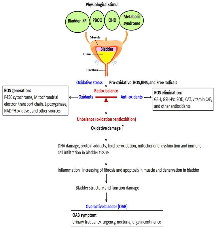https://cdn.ncbi.nlm.nih.gov/pmc/blobs/30fa/8199707/c751dae3c944/ijms-22-06014-g001.jpg