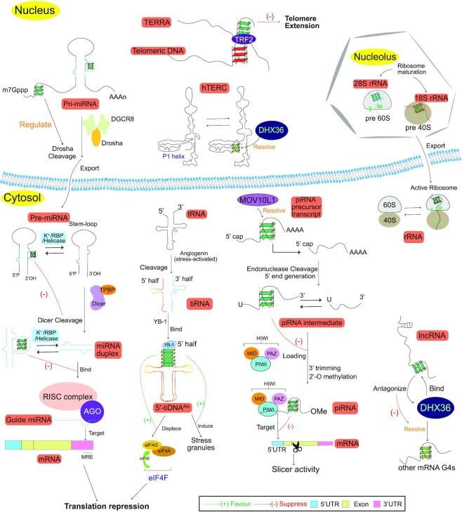 https://cdn.ncbi.nlm.nih.gov/pmc/blobs/3101/8191793/6d33245b2235/gkab187fig5.jpg