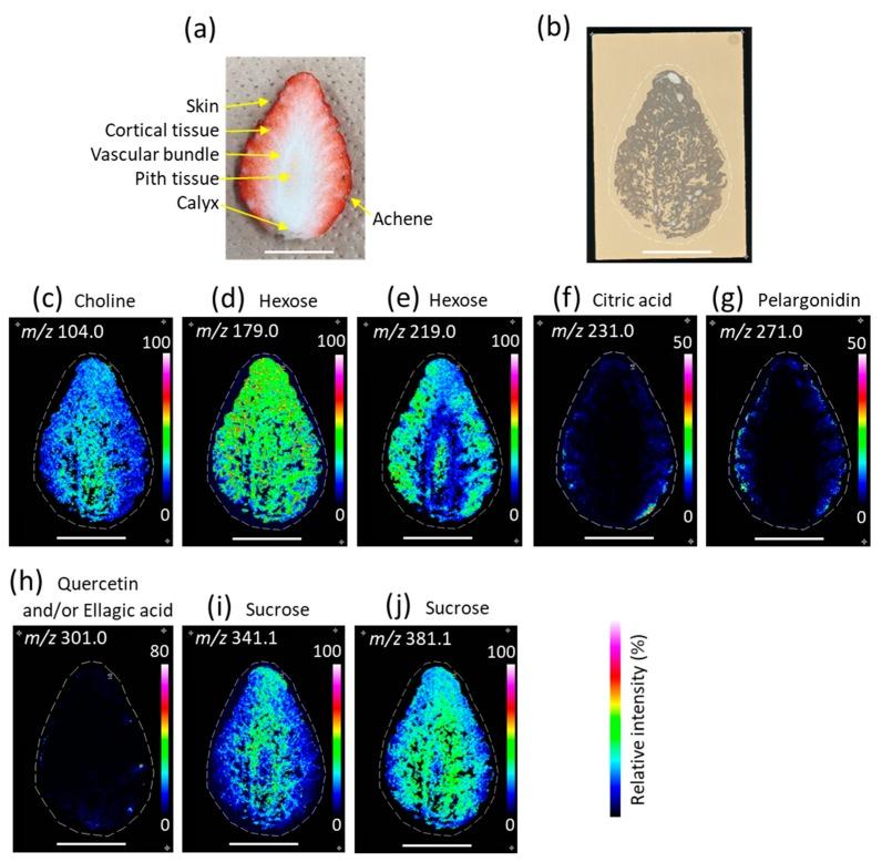 https://cdn.ncbi.nlm.nih.gov/pmc/blobs/3105/7230831/d0a9b2de071a/foods-09-00408-g003.jpg