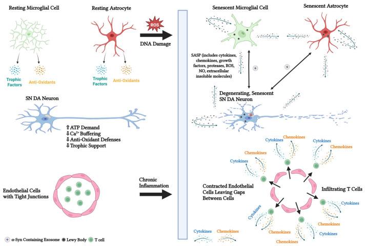 https://cdn.ncbi.nlm.nih.gov/pmc/blobs/3106/12190713/4c6f836a70e9/biomedicines-13-01400-g001.jpg