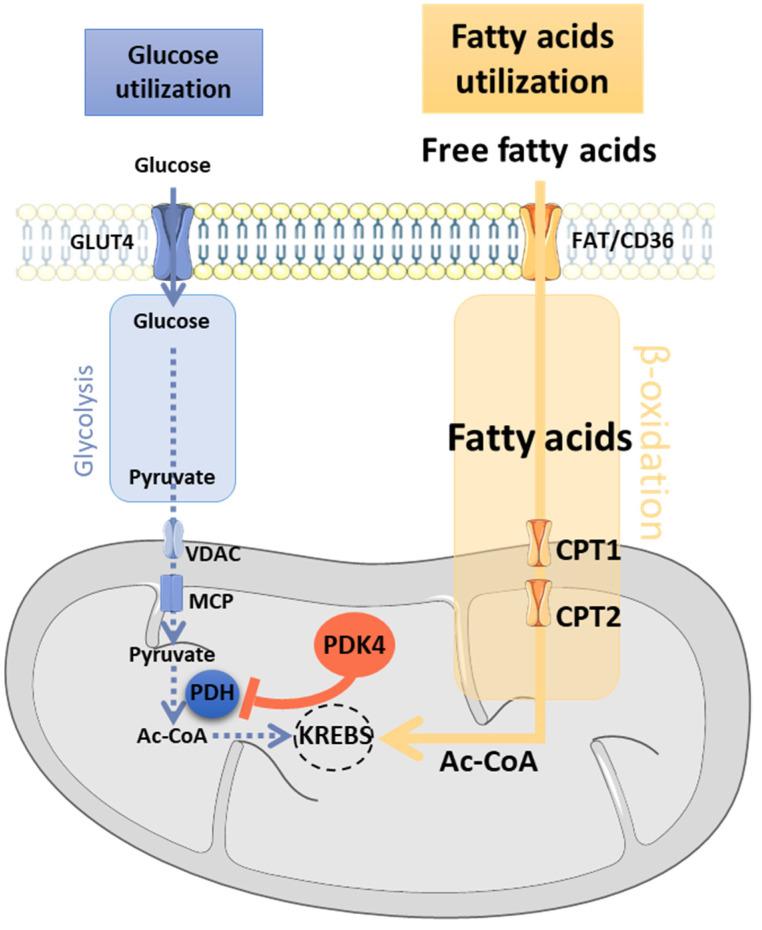 https://cdn.ncbi.nlm.nih.gov/pmc/blobs/3107/8226541/aa01ca80332a/cells-10-01449-g002.jpg