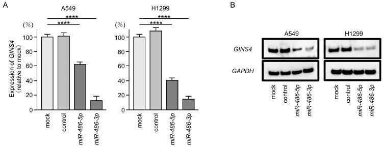 https://cdn.ncbi.nlm.nih.gov/pmc/blobs/3109/10378275/5c6116662191/cells-12-01885-g006.jpg
