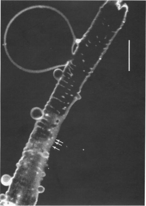 https://cdn.ncbi.nlm.nih.gov/pmc/blobs/3109/1175594/8fc68c6b81ef/jphysiol00428-0061-a.jpg