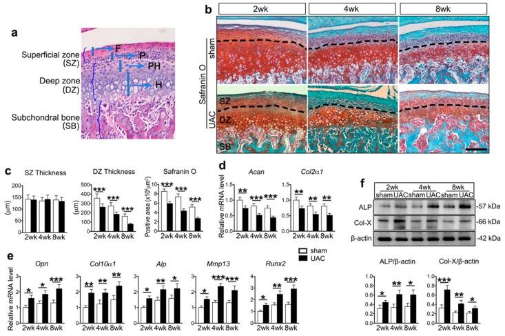 https://cdn.ncbi.nlm.nih.gov/pmc/blobs/310b/6695690/8e2667a938f2/ijms-20-03797-g001.jpg