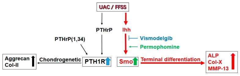 https://cdn.ncbi.nlm.nih.gov/pmc/blobs/310b/6695690/bf585993ddc4/ijms-20-03797-g009.jpg