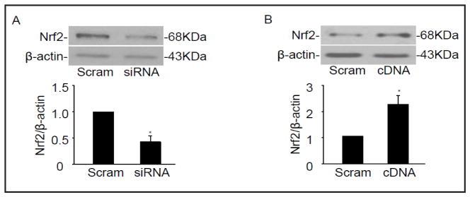 https://cdn.ncbi.nlm.nih.gov/pmc/blobs/310e/4678283/2cdcbf686c0d/nihms742512f3.jpg