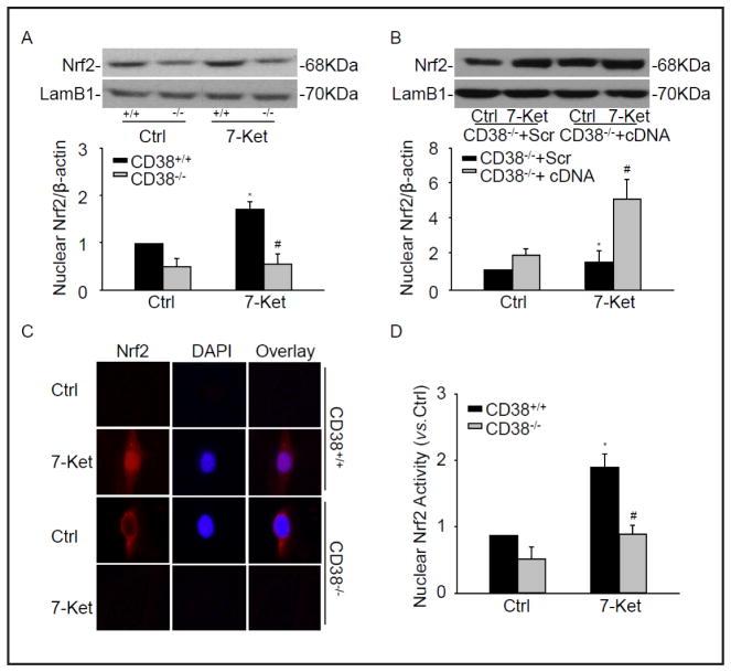 https://cdn.ncbi.nlm.nih.gov/pmc/blobs/310e/4678283/69735f37ad00/nihms742512f2.jpg