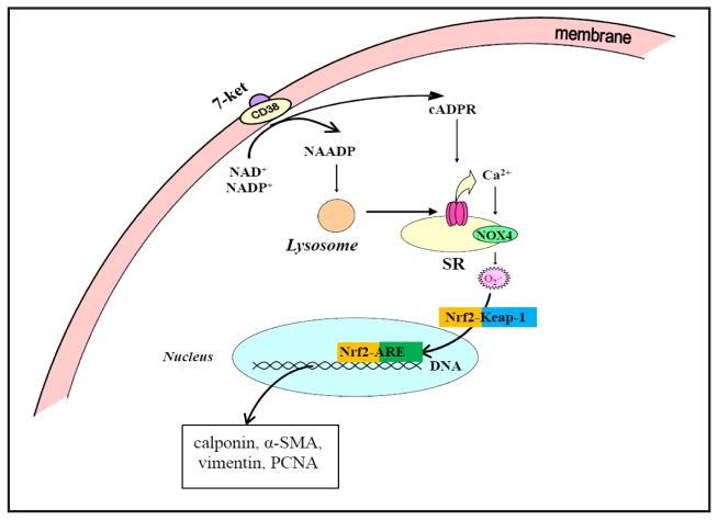 https://cdn.ncbi.nlm.nih.gov/pmc/blobs/310e/4678283/9fd71c784805/nihms742512f8.jpg