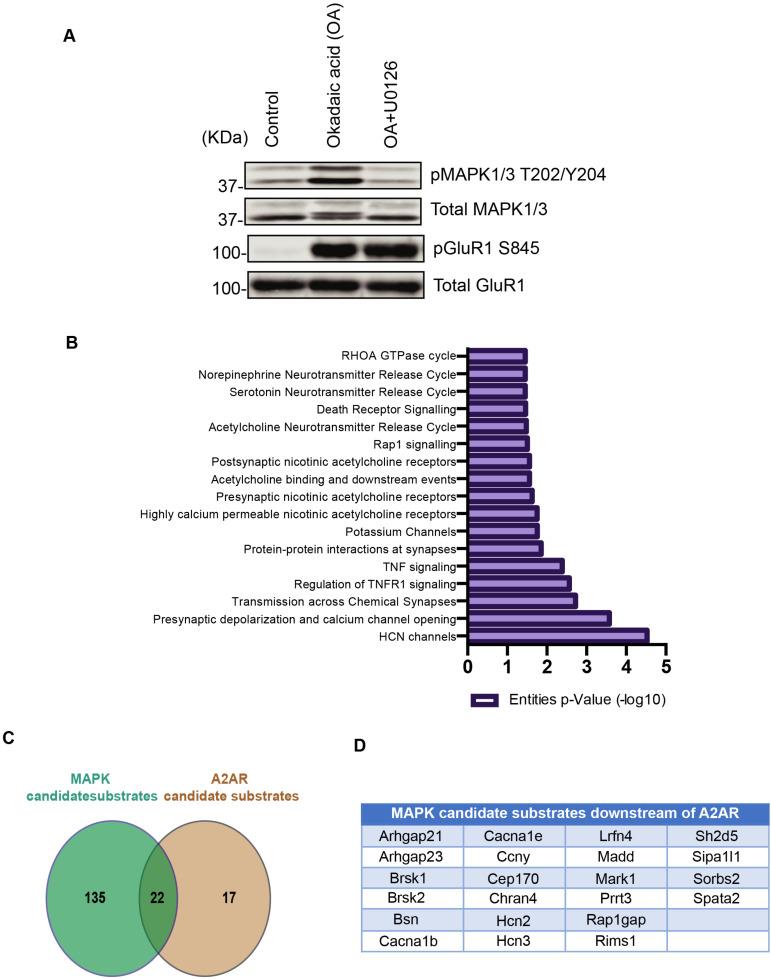 https://cdn.ncbi.nlm.nih.gov/pmc/blobs/310e/8750479/57d5a5fb76dd/cells-11-00047-g005.jpg