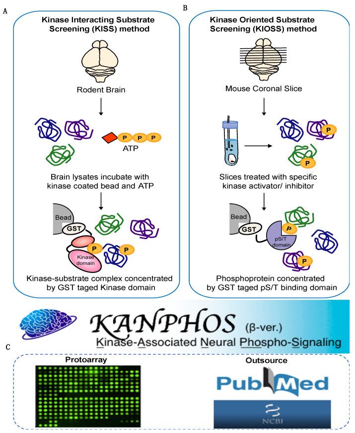 https://cdn.ncbi.nlm.nih.gov/pmc/blobs/310e/8750479/e0a59fb4f82f/cells-11-00047-g001.jpg