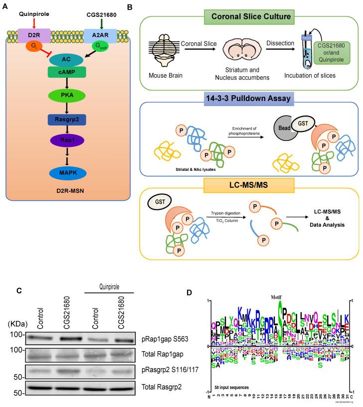 https://cdn.ncbi.nlm.nih.gov/pmc/blobs/310e/8750479/edf036d1c933/cells-11-00047-g004.jpg