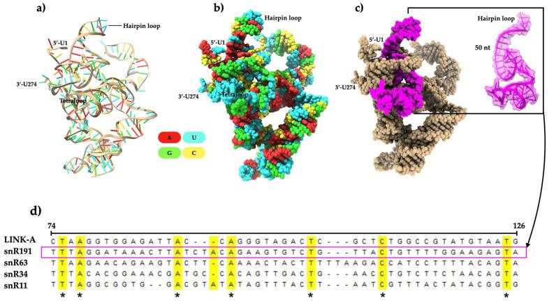 https://cdn.ncbi.nlm.nih.gov/pmc/blobs/3111/12389098/657df6275cf0/ncrna-11-00055-g003.jpg