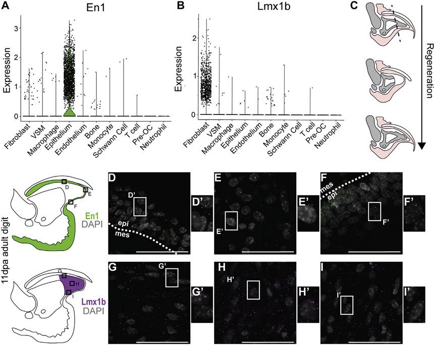 https://cdn.ncbi.nlm.nih.gov/pmc/blobs/3112/9727699/1c89af5dd708/nihms-1852533-f0003.jpg