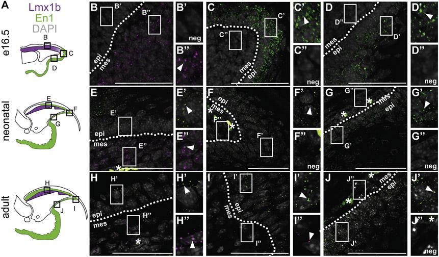 https://cdn.ncbi.nlm.nih.gov/pmc/blobs/3112/9727699/9d151b6a97df/nihms-1852533-f0002.jpg