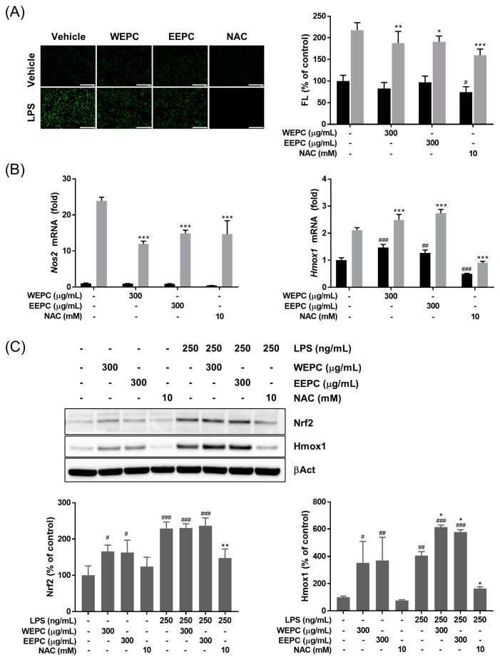 https://cdn.ncbi.nlm.nih.gov/pmc/blobs/3113/11083729/ae2d187c6420/ijms-25-04636-g004.jpg