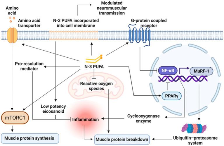 https://cdn.ncbi.nlm.nih.gov/pmc/blobs/311f/11223594/dc137e8dc3a1/fnut-11-1414132-g003.jpg