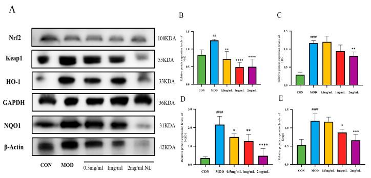 https://cdn.ncbi.nlm.nih.gov/pmc/blobs/311f/11902223/23933ae722df/molecules-30-01103-g007.jpg