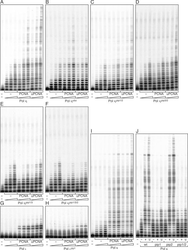 https://cdn.ncbi.nlm.nih.gov/pmc/blobs/3121/4652755/18e7db94f2de/gkv712fig6.jpg