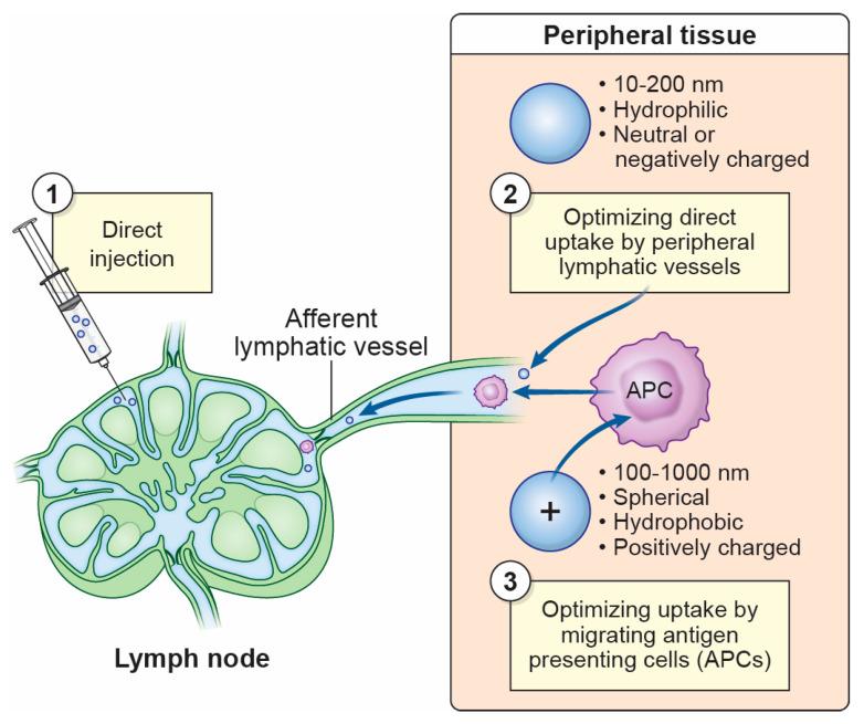 https://cdn.ncbi.nlm.nih.gov/pmc/blobs/3122/11858409/3362f4f8f2ae/microorganisms-13-00443-g002.jpg