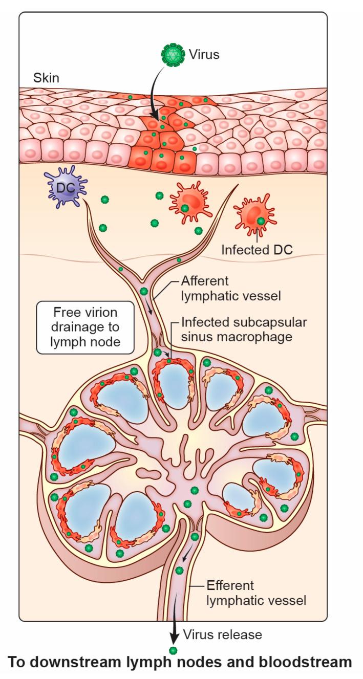 https://cdn.ncbi.nlm.nih.gov/pmc/blobs/3122/11858409/355014d03efe/microorganisms-13-00443-g001.jpg