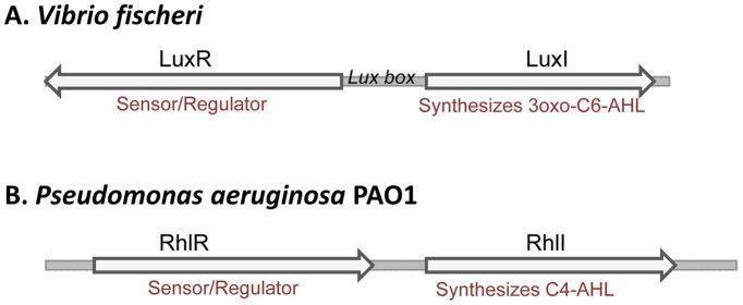 https://cdn.ncbi.nlm.nih.gov/pmc/blobs/3123/3503970/865a19992495/pone.0050470.g008.jpg