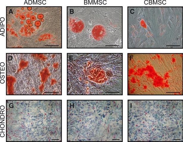 https://cdn.ncbi.nlm.nih.gov/pmc/blobs/3125/3823147/55c6c59ddd18/jcmm0017-0168-f1.jpg