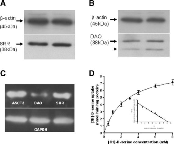 https://cdn.ncbi.nlm.nih.gov/pmc/blobs/3127/2883191/069b5334ff0f/jnr0088-1829-f1.jpg