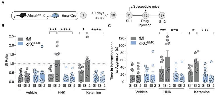 https://cdn.ncbi.nlm.nih.gov/pmc/blobs/312a/11140847/463d0f2ed7c2/fnmol-17-1350716-g006.jpg