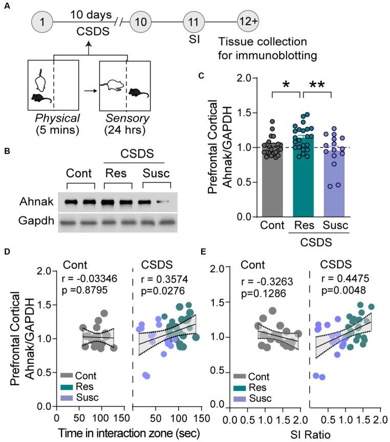 https://cdn.ncbi.nlm.nih.gov/pmc/blobs/312a/11140847/8360f466a86d/fnmol-17-1350716-g001.jpg