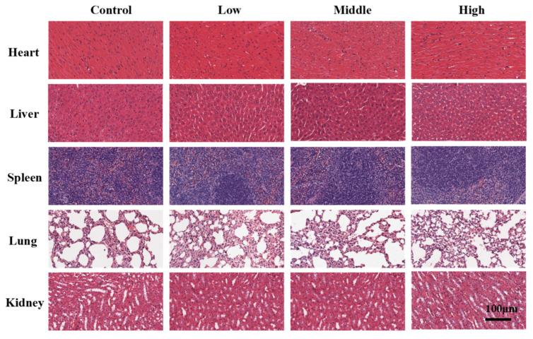 https://cdn.ncbi.nlm.nih.gov/pmc/blobs/312c/11173111/4810a6e0055c/ijms-25-06228-g007.jpg