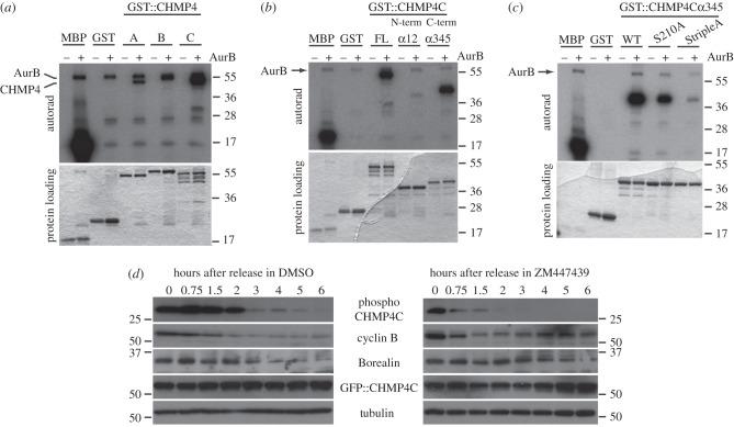 https://cdn.ncbi.nlm.nih.gov/pmc/blobs/312f/3376741/483cc6a032af/rsob-2-120070-g5.jpg