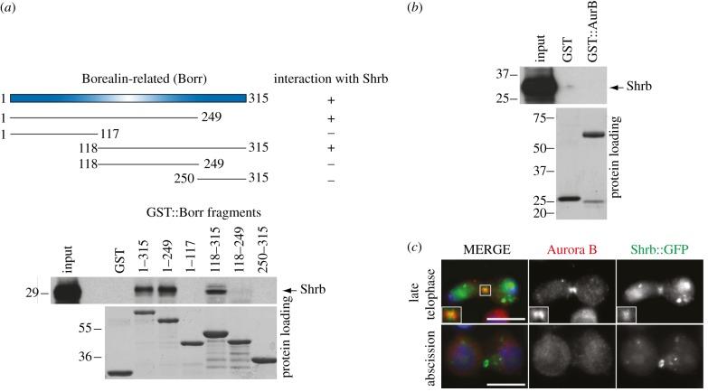 https://cdn.ncbi.nlm.nih.gov/pmc/blobs/312f/3376741/a2e68d04ad48/rsob-2-120070-g1.jpg