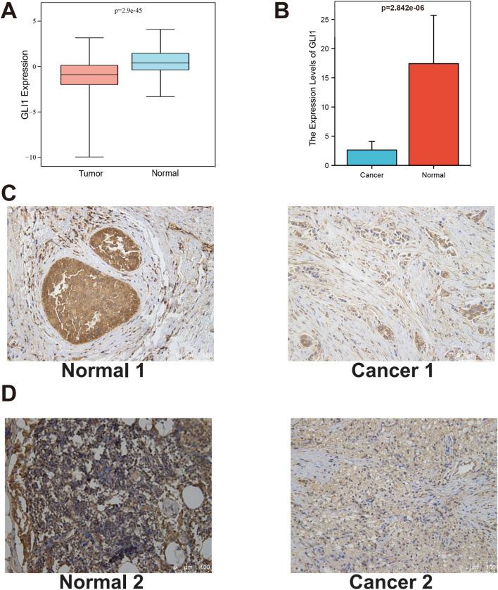 https://cdn.ncbi.nlm.nih.gov/pmc/blobs/3130/11524909/b03be48d5758/fcell-12-1478478-g002.jpg