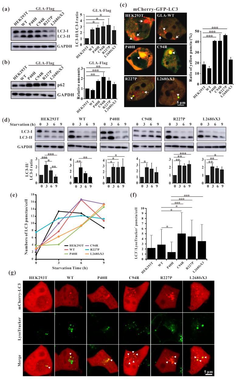 https://cdn.ncbi.nlm.nih.gov/pmc/blobs/3134/10930447/193c12eafead/cells-13-00437-g008.jpg