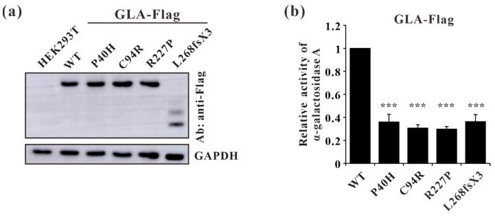 https://cdn.ncbi.nlm.nih.gov/pmc/blobs/3134/10930447/e7a131d20217/cells-13-00437-g007.jpg