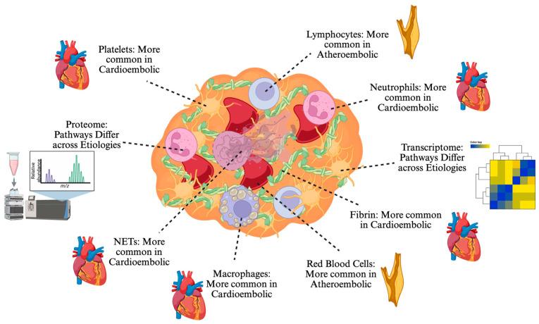 https://cdn.ncbi.nlm.nih.gov/pmc/blobs/3136/12429028/5bd5c0eb0a07/jcm-14-06203-g002.jpg