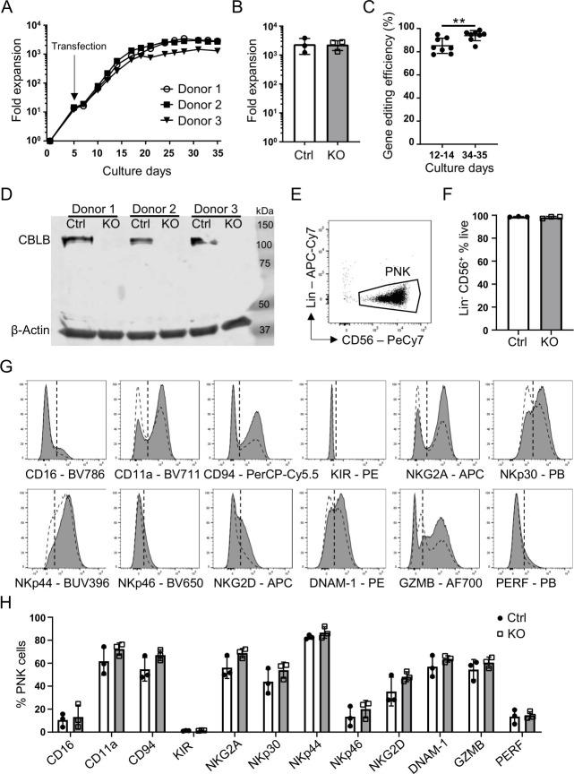 https://cdn.ncbi.nlm.nih.gov/pmc/blobs/3138/7986888/0c148ce4e412/jitc-2020-001975f01.jpg
