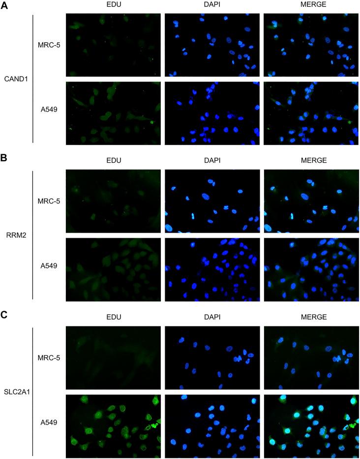 https://cdn.ncbi.nlm.nih.gov/pmc/blobs/3138/9422053/553378678f39/fgene-13-954840-g008.jpg