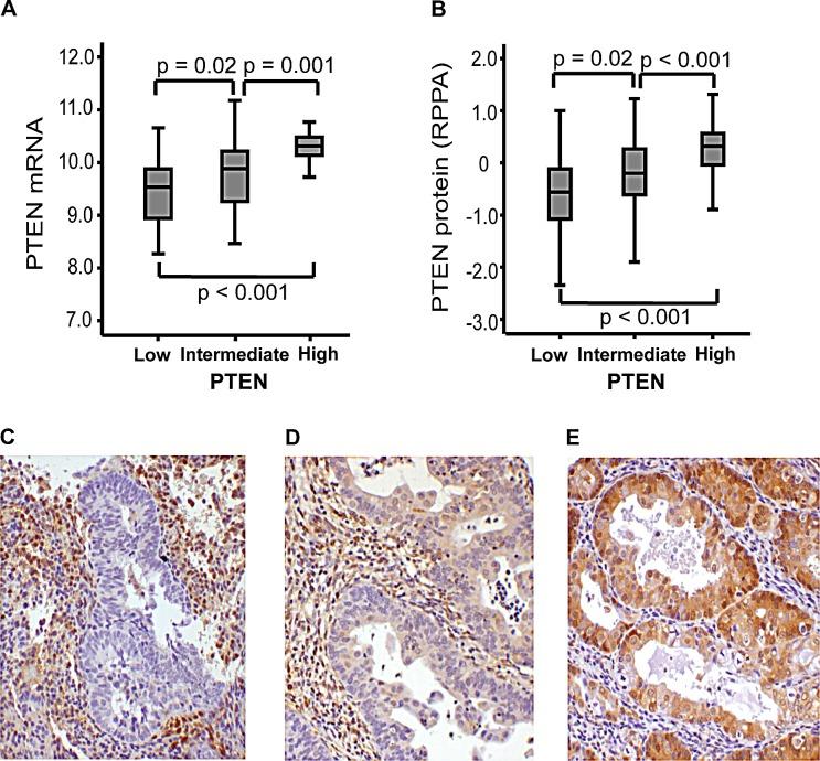 https://cdn.ncbi.nlm.nih.gov/pmc/blobs/313a/4359236/47d4761ef1ab/oncotarget-06-1327-g003.jpg