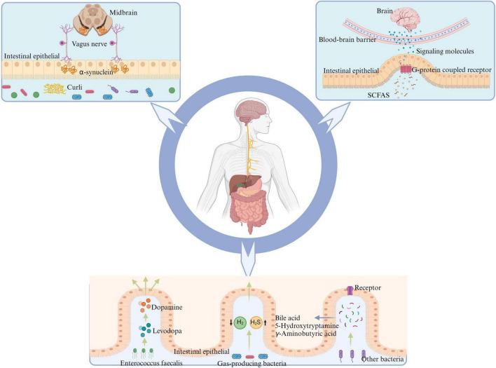 https://cdn.ncbi.nlm.nih.gov/pmc/blobs/313b/11638248/d7301b2b8fb0/fnagi-16-1479343-g002.jpg