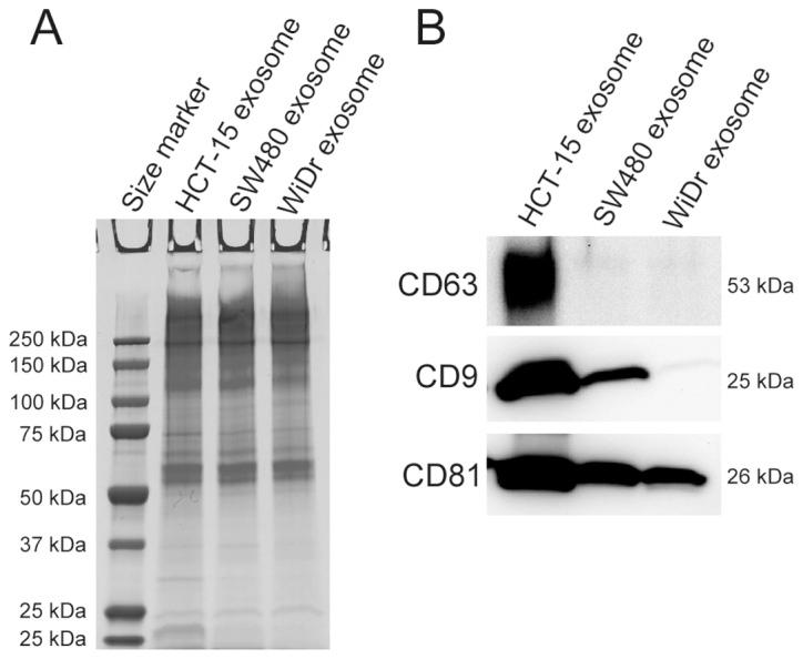 https://cdn.ncbi.nlm.nih.gov/pmc/blobs/313c/3583404/37ca84dc3b03/OR-28-05-1551-g00.jpg