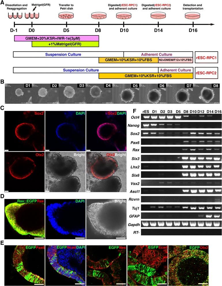 https://cdn.ncbi.nlm.nih.gov/pmc/blobs/313f/4640237/b76559e61ba6/13287_2015_207_Fig1_HTML.jpg