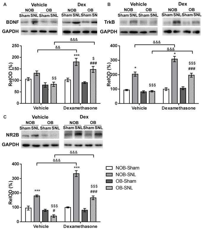 https://cdn.ncbi.nlm.nih.gov/pmc/blobs/3145/5437111/3b410bf7d709/fncel-11-00145-g0007.jpg