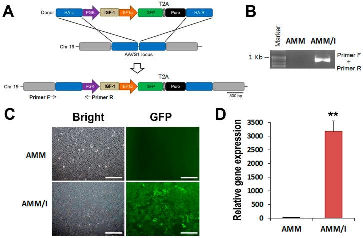 https://cdn.ncbi.nlm.nih.gov/pmc/blobs/314d/11050354/e22bdb72692c/ijms-25-04442-g001.jpg