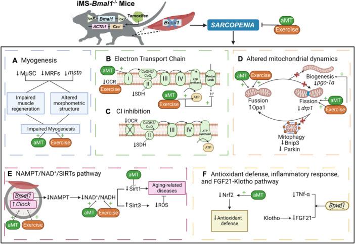 https://cdn.ncbi.nlm.nih.gov/pmc/blobs/3155/12117299/07cc56b36090/JPI-77-e70049-g001.jpg