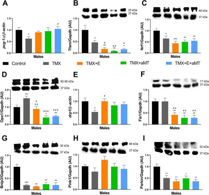 https://cdn.ncbi.nlm.nih.gov/pmc/blobs/3155/12117299/40f141f20d22/JPI-77-e70049-g005.jpg