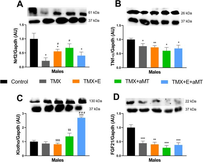 https://cdn.ncbi.nlm.nih.gov/pmc/blobs/3155/12117299/7da911b48f15/JPI-77-e70049-g007.jpg